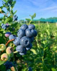 When Are Blueberries In Season