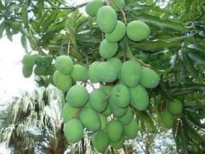 Unripe Mango Good For You