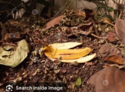 Are Banana Peels Biodegradable?
