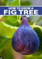 How To Grow Fig Tree In Florida
